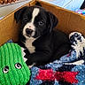 basket, black_and_white, blanket, brown_eyes, cardboard_box, cozy, cute, dog, ears, green_toy, home, indoor, lying_down, nose, portrait, puppy, sitting, stuffed_toy, textured_blanket, toy