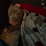 Kojack joined the competition — help win amazing prizes! animal, bed, blanket, brown_dog, comfort, couch, cozy, dark, dog, home, human_arm, indoor, pet, polka_dot, quiet, relaxed, resting, sleepy, snuggle, soft