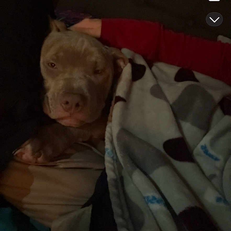 Kojack joined the competition — help win amazing prizes! animal, bed, blanket, brown_dog, comfort, couch, cozy, dark, dog, home, human_arm, indoor, pet, polka_dot, quiet, relaxed, resting, sleepy, snuggle, soft