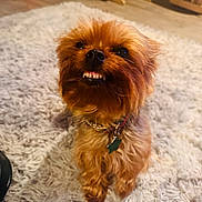 Sadie Mae joined the competition — help win amazing prizes! brown_fur, canine, collar, dog, fluffy_rug, home_decor, indoors, living_room, looking_at_camera, pet, portrait, rocking_chair, rug, shaggy_fur, sitting, small_dog, tag, teeth, underbite, warm_lighting