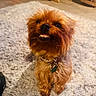 brown_fur, canine, collar, dog, fluffy_rug, home_decor, indoors, living_room, looking_at_camera, pet, portrait, rocking_chair, rug, shaggy_fur, sitting, small_dog, tag, teeth, underbite, warm_lighting