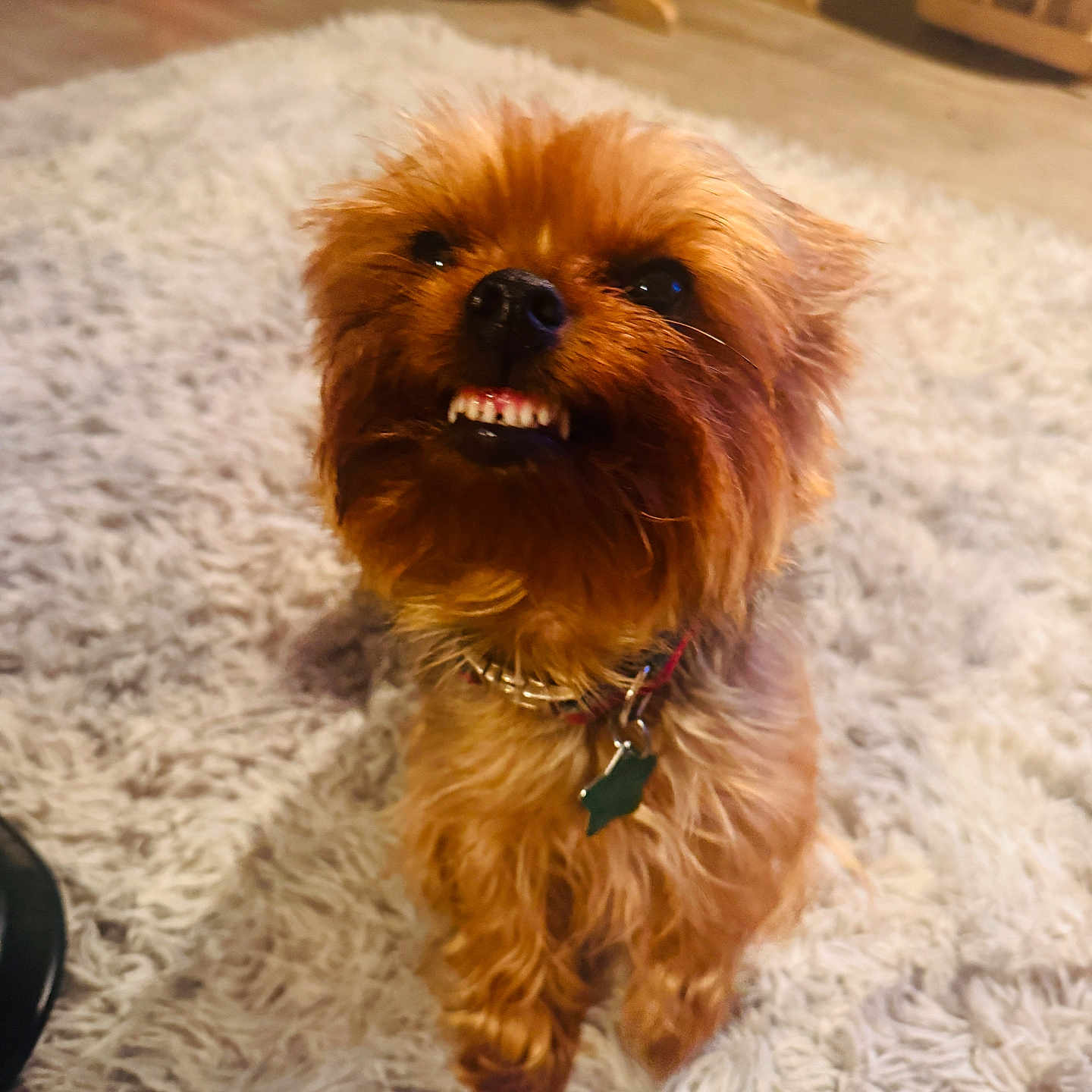 Sadie Mae