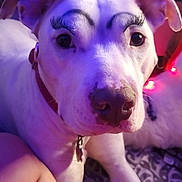 Bella is registered to the contest to win money with this photo: dog, white_dog, fake_eyelashes, painted_eyebrows, pet, animal, close_up, indoor, collar, lying_down, blanket, human_leg, cozy, cute, funny, portrait, face, ears, nose, fur