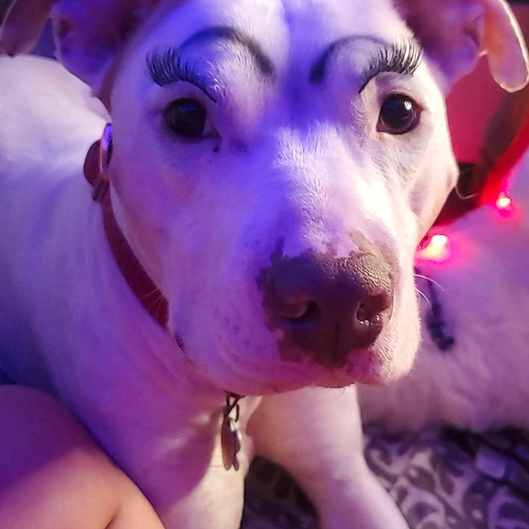 Bella is registered to the contest to win money with this photo: animal, blanket, close_up, collar, cozy, cute, dog, ears, face, fake_eyelashes, funny, fur, human_leg, indoor, lying_down, nose, painted_eyebrows, pet, portrait, white_dog