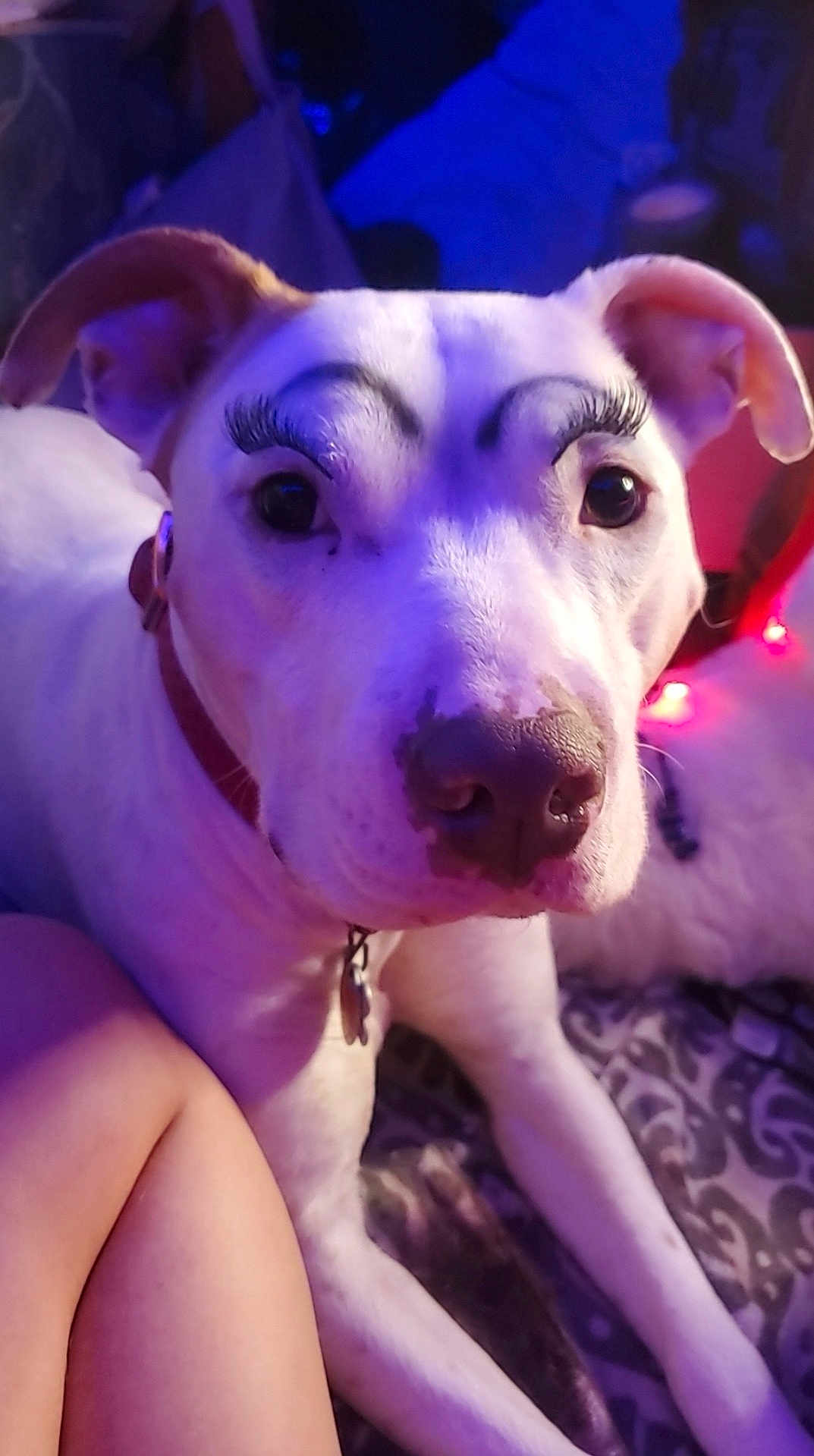 Bella is registered to the contest to win money with this photo: dog, white_dog, fake_eyelashes, painted_eyebrows, pet, animal, close_up, indoor, collar, lying_down, blanket, human_leg, cozy, cute, funny, portrait, face, ears, nose, fur