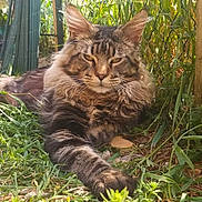 Ramses a rejoint le concours — aidez-le/la à gagner de superbes lots ! cat, tabby_cat, fluffy, grass, plants, sunlight, outdoor, nature, fence, relaxed, animal, pet, mammal, whiskers, ears, paw, garden, closeup, lying_down, daylight