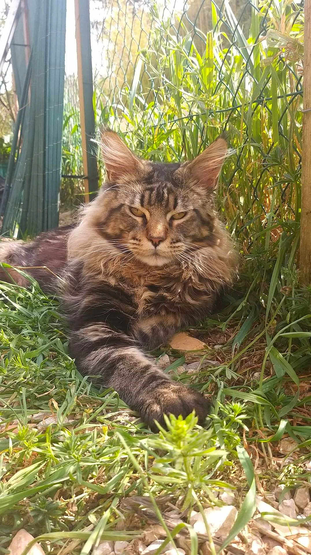 Ramses a rejoint le concours — aidez-le/la à gagner de superbes lots ! cat, tabby_cat, fluffy, grass, plants, sunlight, outdoor, nature, fence, relaxed, animal, pet, mammal, whiskers, ears, paw, garden, closeup, lying_down, daylight