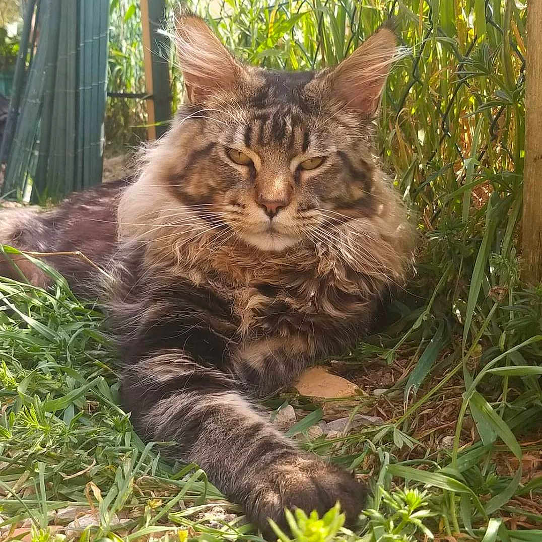 Abb a rejoint le concours — aidez-le/la à gagner de superbes lots ! animal, cat, closeup, daylight, ears, fence, fluffy, garden, grass, lying_down, mammal, nature, outdoor, paw, pet, plants, relaxed, sunlight, tabby_cat, whiskers