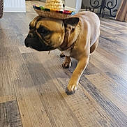 Scar is registered to the contest to win money with this photo: dog, french_bulldog, sombrero, hat, indoor, wooden_floor, kitchen, furniture, plant, table, walking, pet, brown_dog, small_dog, canine, domestic_animal, flooring, home, decor, chain_collar
