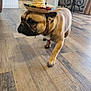 dog, french_bulldog, sombrero, hat, indoor, wooden_floor, kitchen, furniture, plant, table, walking, pet, brown_dog, small_dog, canine, domestic_animal, flooring, home, decor, chain_collar