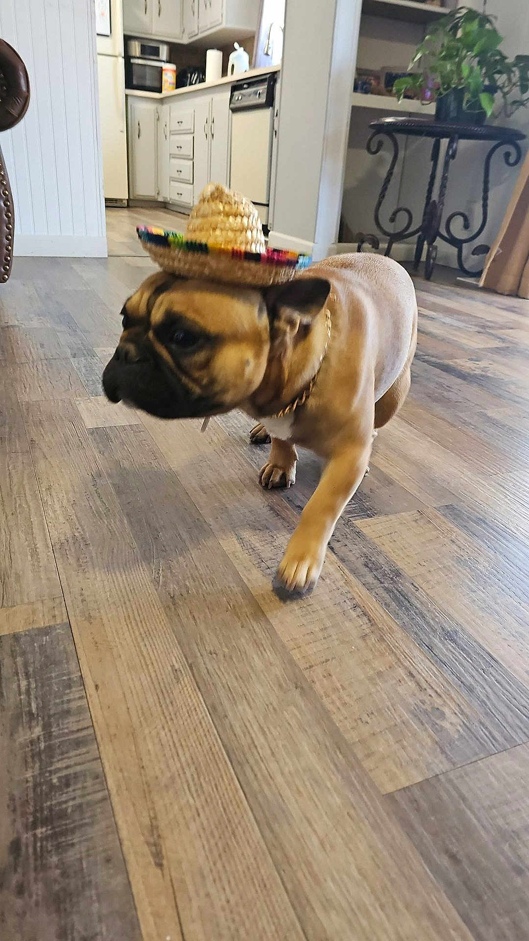 Scar is registered to the contest to win money with this photo: dog, french_bulldog, sombrero, hat, indoor, wooden_floor, kitchen, furniture, plant, table, walking, pet, brown_dog, small_dog, canine, domestic_animal, flooring, home, decor, chain_collar