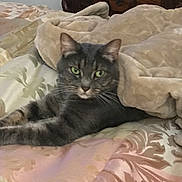 Vera joined the competition — help win amazing prizes! cat, tabby_cat, bed, blanket, furniture, wooden_dresser, green_eyes, indoor, pet, fur, whiskers, relaxing, comfortable, animal, domestic_cat, sleepy, resting, cozy, household, tabby