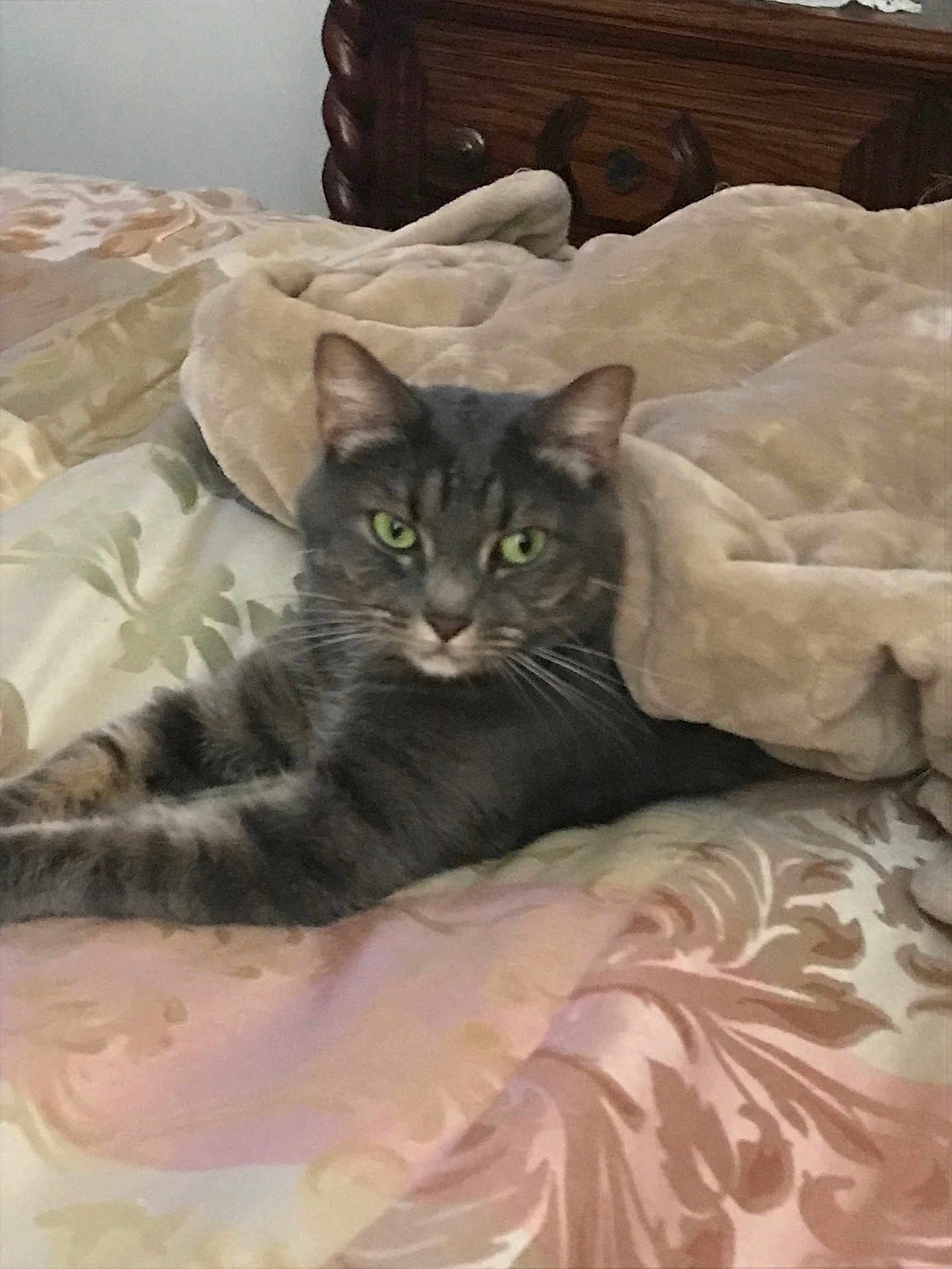 Vera joined the competition — help win amazing prizes! cat, tabby_cat, bed, blanket, furniture, wooden_dresser, green_eyes, indoor, pet, fur, whiskers, relaxing, comfortable, animal, domestic_cat, sleepy, resting, cozy, household, tabby