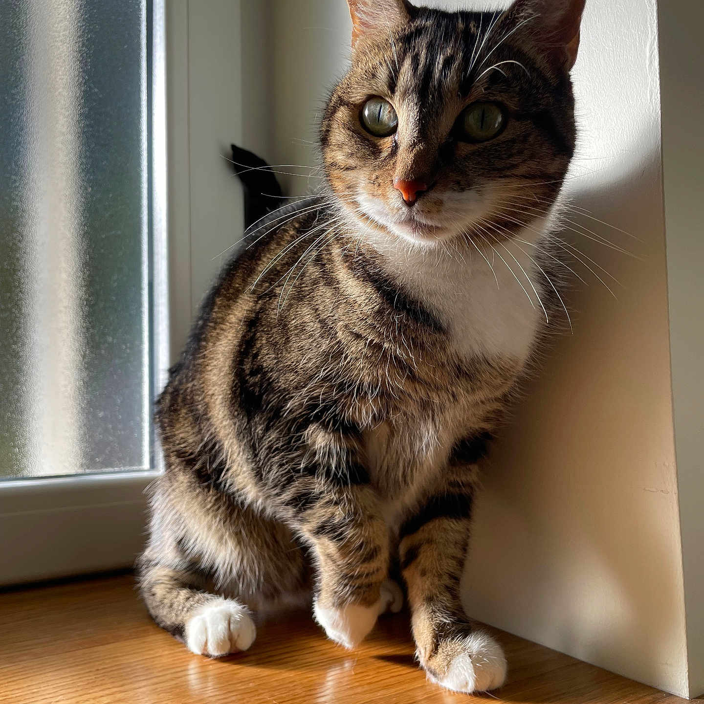Nuisky a rejoint le concours — aidez-le/la à gagner de superbes lots ! animal, cat, closeup, curious, domestic_animal, feline, fur, indoor, natural_light, pet, quiet, shadow, sitting, sunlight, tabby, whiskers, white_paws, window, windowsill, wooden_surface