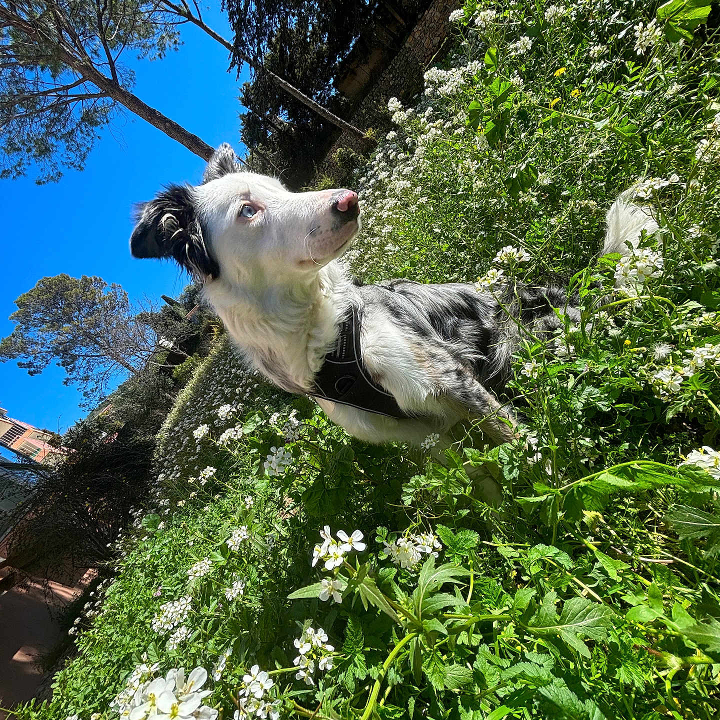 Teana a rejoint le concours — aidez-le/la à gagner de superbes lots ! animal, canine, collie, dog, flower, garden, geranium, grass, herbal, herbs, husky, nature, outdoors, pet, plant, pointer, puppy, terrier, tree, vegetation
