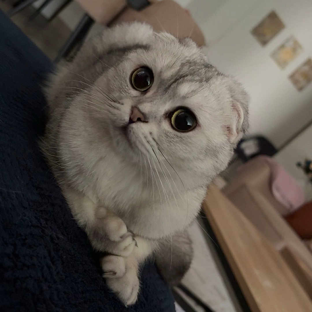 Pamuk