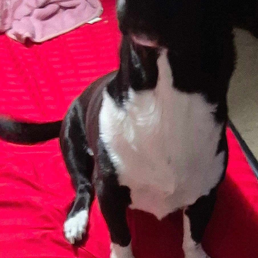 Chielight Baby Girl is registered to the contest to win money with this photo: animal, bed, bedroom, black_and_white, blanket, canine, comfort, companion, cozy, cute, dog, domestic, fur, indoor, looking_up, mammal, pet, pink, red, sitting