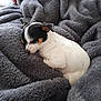 dog, puppy, sleeping, cozy, blanket, fur, resting, small_dog, white, black, brown, cute, pet, indoors, nap, soft, comfort, relaxation, animal, fur_texture