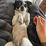 dog, small_dog, chihuahua, pet, blanket, hand, nail_polish, fur, indoor, cozy, cute, animal, paw, relaxing, soft_texture, expression, wide_eyes, resting, human_hand, nail_color