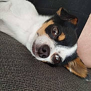 Popup participe au concours pour gagner de l'argent avec cette photo : dog, small_dog, close_up, lying_down, couch, white_fur, black_fur, tan_fur, pet, indoors, relaxed, cute, animal, face, ears, nose, eyes, person_leg, resting, cozy