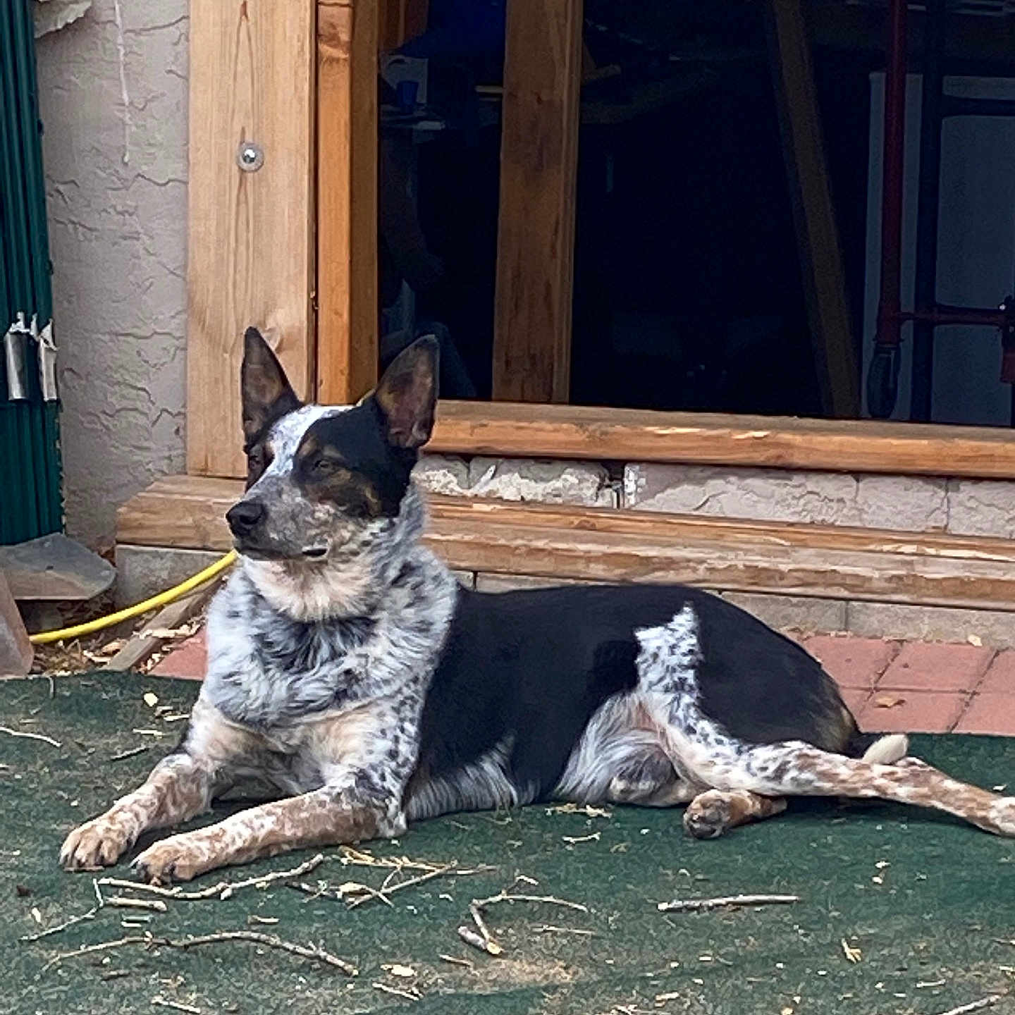 Silas