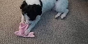 Boomer joined the competition — help win amazing prizes! animal, black, carpet, chewing, cute, dog, domestic, floor, furry, indoor, laying_down, pet, playful, plush_toy, puppy, relaxed, small_dog, toy, white, young_dog