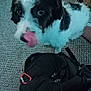 Boomer joined the competition — help win amazing prizes! animal, backpack, black_and_white, box, canine, carabiner, carpet, closeup, cute, dog, domestic, floor, fur, furry, household, indoor, indoor_lighting, pet, snout, tongue_out