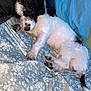 Boomer joined the competition — help win amazing prizes! animal, bed, black, blanket, comfortable, cozy, cute, dog, fluffy, fur, indoor, nap, paw, pet, pillow, puppy, resting, sleeping, white, young