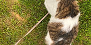 Yume participe au concours pour gagner de l'argent avec cette photo : cat, grass, leash, outdoor, animal, pet, fur, amber_eyes, curious, greenery, boots, ripped_jeans, ground, nature, domestic_cat, whiskers, tail, looking_up, daylight, casual