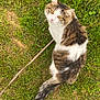 cat, grass, leash, outdoor, animal, pet, fur, amber_eyes, curious, greenery, boots, ripped_jeans, ground, nature, domestic_cat, whiskers, tail, looking_up, daylight, casual