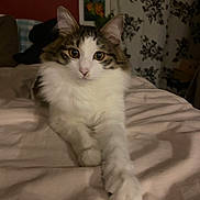Yume participe au concours pour gagner de l'argent avec cette photo : cat, fluffy, bed, paws, indoor, pet, feline, cozy, curtains, white, brown, striped, resting, animal, cute, soft, portrait, domestic, relaxed, warm