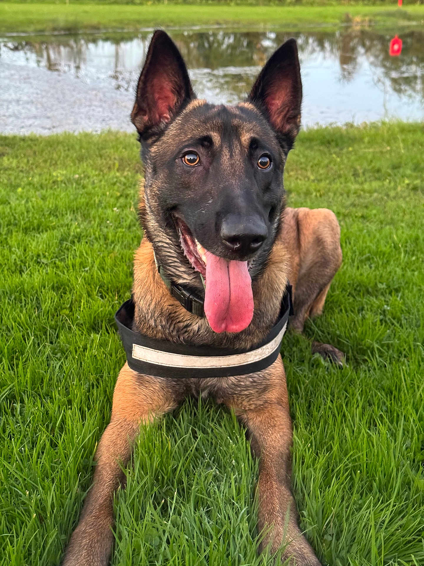 Ayko participe au concours pour gagner de l'argent avec cette photo : dog, belgian_malinois, grass, tongue_out, outdoor, pond, water, animal, pet, canine, nature, greenery, happy, alert, ears_up, collar, fur, landscape, summer, daytime