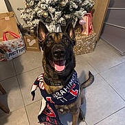 Ayko a rejoint le concours — aidez-le/la à gagner de superbes lots ! dog, scarf, christmas_tree, holiday, gift, indoor, tile_floor, decorations, smiling, pet, canine, festive, wrapped_presents, brown_dog, ears_up, tongue_out, collar, cheerful, animal, domestic