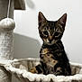 Zeus participe au concours pour gagner de l'argent avec cette photo : kitten, tabby, cat, pet, indoor, cat_tree, hammock, plush, curious, young, animal, feline, whiskers, ears, fur, playful, resting, domestic, cute, closeup