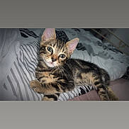 Zeus a rejoint le concours — aidez-le/la à gagner de superbes lots ! kitten, cat, tabby, pet, animal, bed, bedding, striped, patterned, fur, whiskers, cute, domestic, indoor, relaxed, lying_down, young, small, portrait, feline
