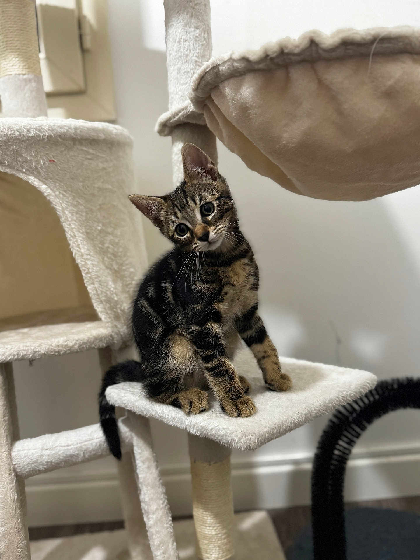 Zeus a rejoint le concours — aidez-le/la à gagner de superbes lots ! cat, kitten, tabby, cat_tree, indoor, pet, feline, curious, sitting, soft_texture, plush, white, fur, animal, playful, head_tilt, cute, young, domestic, cozy