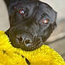 dog, black_dog, close_up, toy, plush_toy, yellow, pet, animal, mouth, snout, fur, indoor, cute, brown_eyes, looking_up, playful, soft_texture, nose, whiskers, animal_portrait