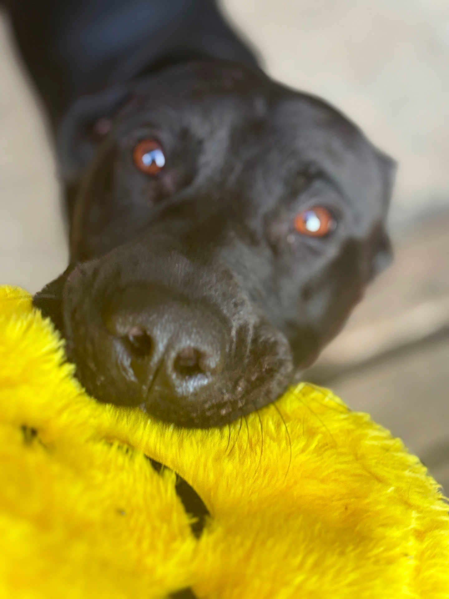 Rallo is registered to the contest to win money with this photo: dog, black_dog, close_up, toy, plush_toy, yellow, pet, animal, mouth, snout, fur, indoor, cute, brown_eyes, looking_up, playful, soft_texture, nose, whiskers, animal_portrait