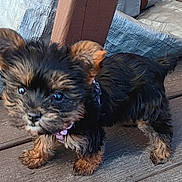 Emma joined the competition — help win amazing prizes! puppy, dog, small_dog, fur, cute, outdoor, wooden_deck, pet, animal, black_and_brown, standing, young, collar, ears, tail, walking_surface, daylight, close_up, curious, adorable
