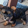 puppy, dog, small_dog, fur, cute, outdoor, wooden_deck, pet, animal, black_and_brown, standing, young, collar, ears, tail, walking_surface, daylight, close_up, curious, adorable