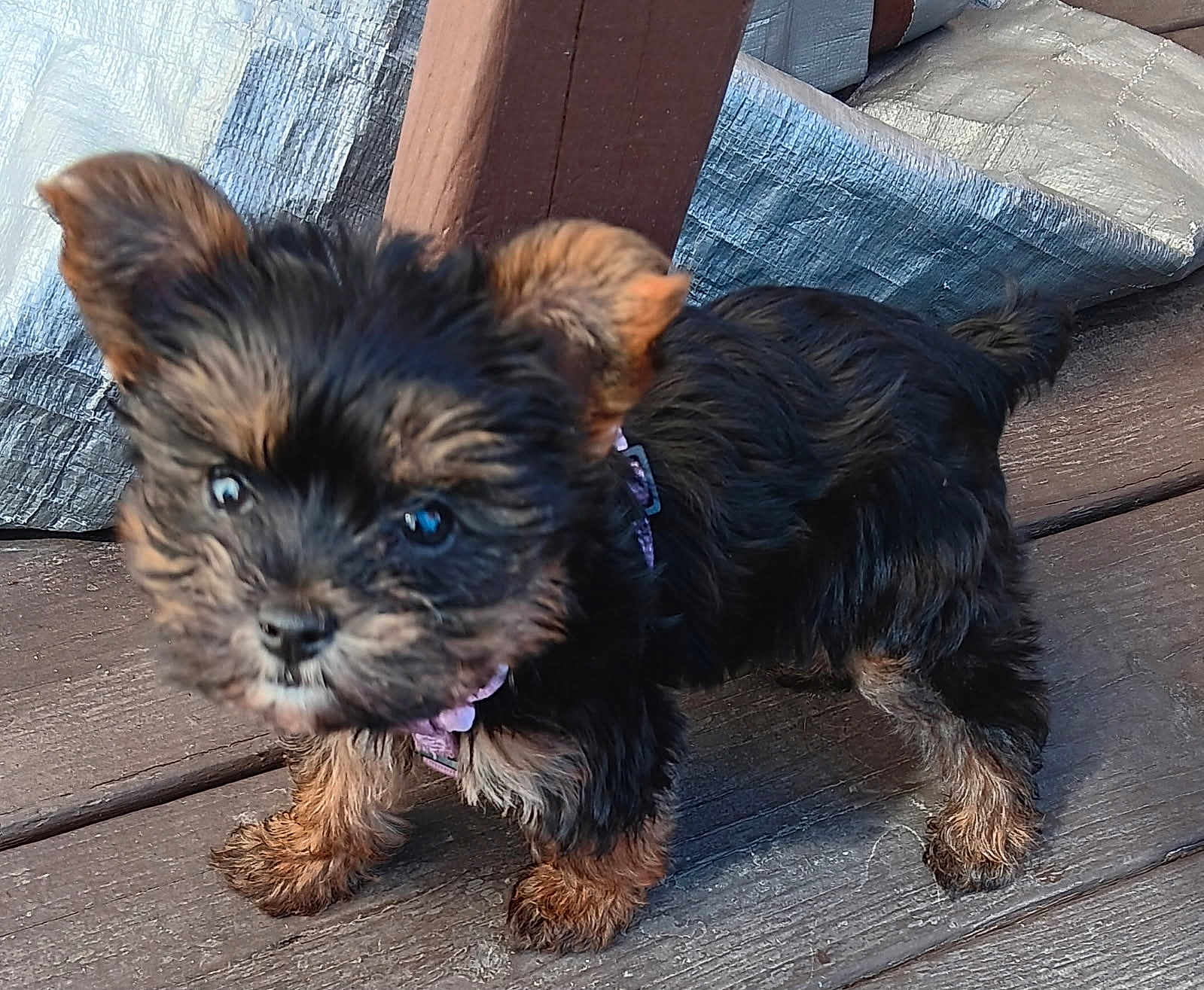 Emma joined the competition — help win amazing prizes! puppy, dog, small_dog, fur, cute, outdoor, wooden_deck, pet, animal, black_and_brown, standing, young, collar, ears, tail, walking_surface, daylight, close_up, curious, adorable