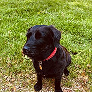 Nina participe au concours pour gagner de l'argent avec cette photo : dog, black_dog, collar, grass, outdoor, nature, pet, sitting, sunlight, greenery, small_flowers, ground, leaves, closeup, mammal, animal, fur, canine, peaceful, daytime