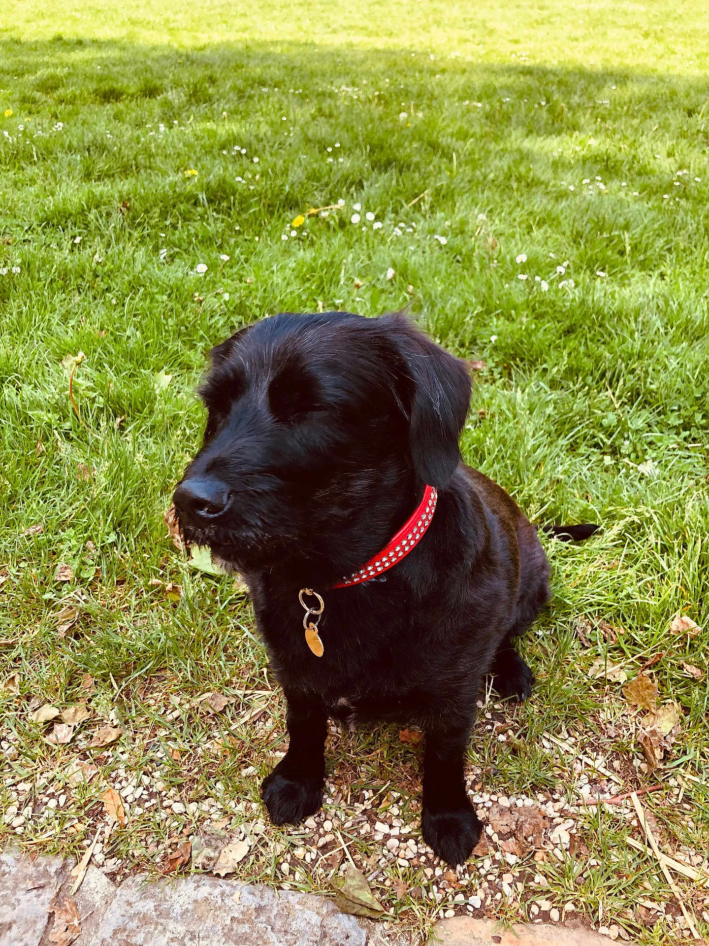 Nina participe au concours pour gagner de l'argent avec cette photo : dog, black_dog, collar, grass, outdoor, nature, pet, sitting, sunlight, greenery, small_flowers, ground, leaves, closeup, mammal, animal, fur, canine, peaceful, daytime