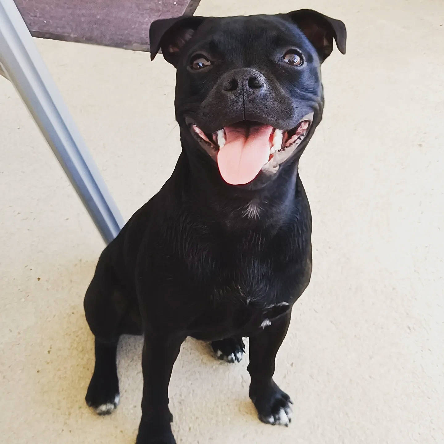 Héra a rejoint le concours — aidez-le/la à gagner de superbes lots ! borador, canidae, carnivore, collar, companion_dog, dog, dog_breed, dog_collar, fawn, fur, guard_dog, liver, molosser, non_sporting_group, snout, sporting_group, terrestrial_animal, whiskers, working_animal, working_dog