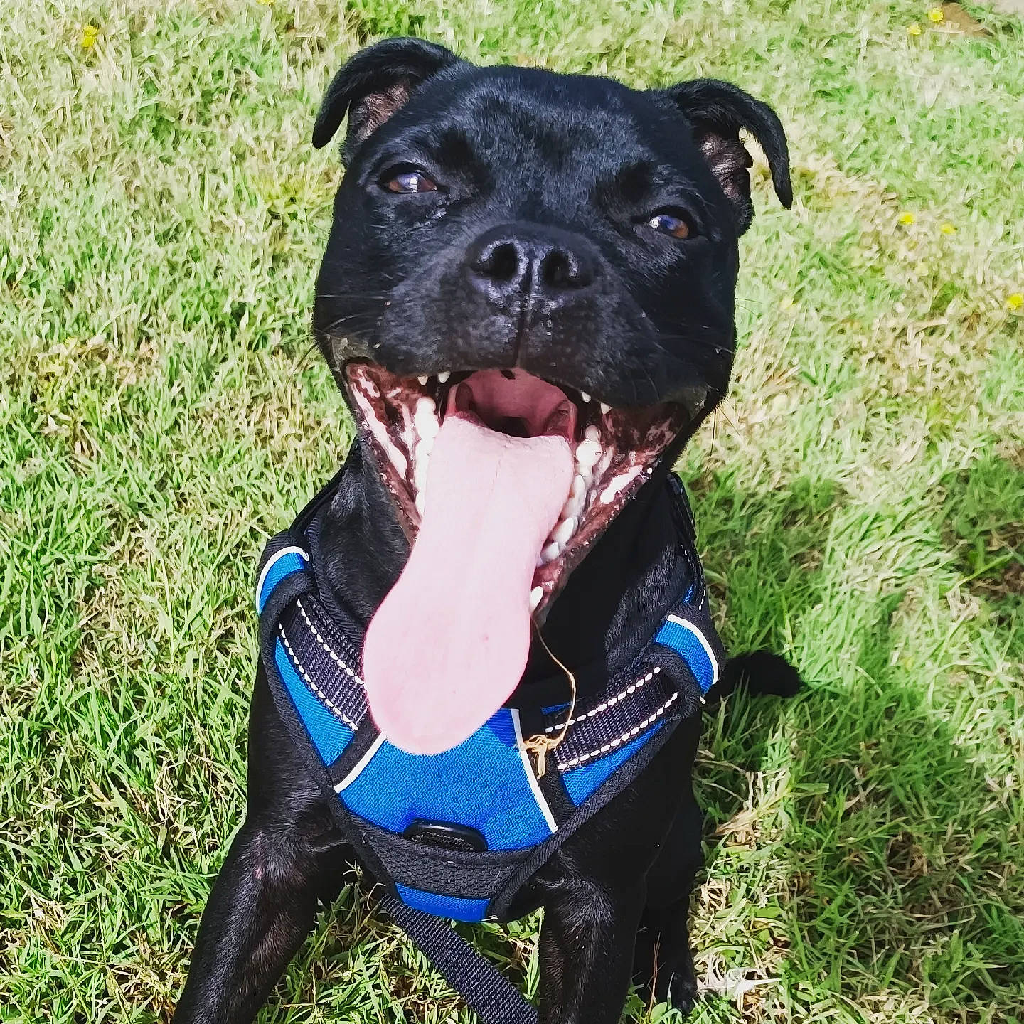 Héra participe au concours pour gagner de l'argent avec cette photo : canidae, carnivore, collar, companion_dog, dog, dog_breed, dog_collar, dog_supply, electric_blue, fashion_accessory, fawn, grass, leash, molosser, pet_supply, plant, snout, sporting_group, whiskers, working_animal