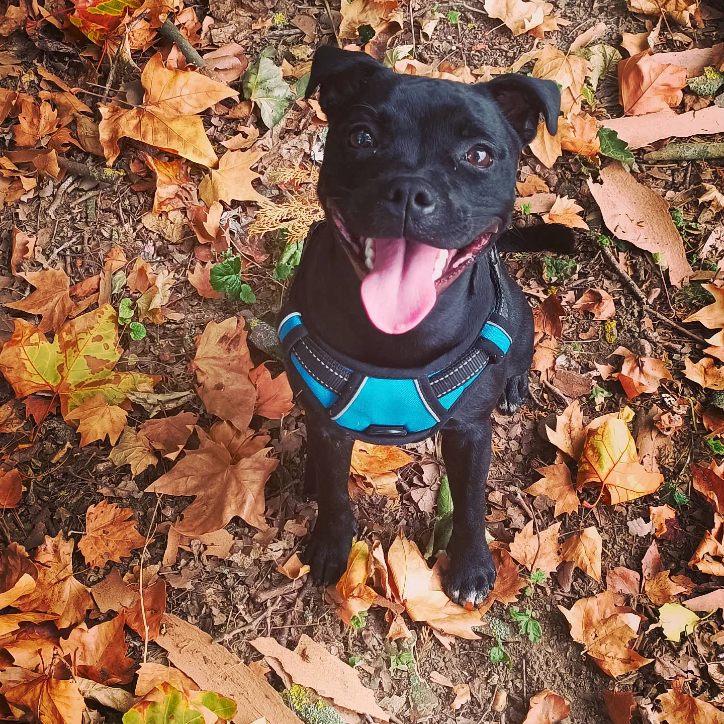 Héra participe au concours pour gagner de l'argent avec cette photo : art, carnivore, collar, companion_dog, dog, dog_breed, dog_collar, dog_supply, electric_blue, fashion_accessory, fawn, leaf, leash, personal_protective_equipment, pet_supply, plant, snout, sporting_group, tail, working_animal