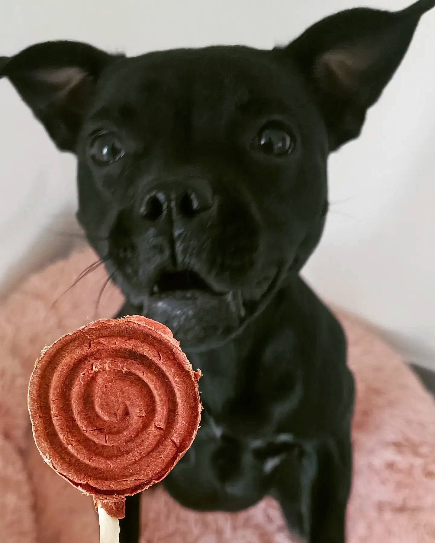 Héra a rejoint le concours — aidez-le/la à gagner de superbes lots ! canidae, carnivore, collar, companion_dog, dog, dog_breed, dog_collar, ear, fashion_accessory, fawn, magenta, non_sporting_group, peach, snout, sporting_group, tail, terrestrial_animal, toy_dog, whiskers, working_animal