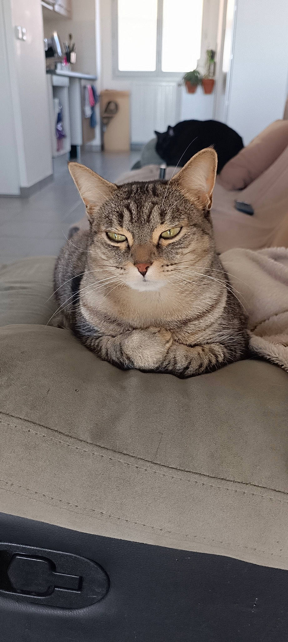 Molly a rejoint le concours — aidez-le/la à gagner de superbes lots ! carnivore, cat, claw, comfort, domestic_short_haired_cat, door, eye, felidae, flooring, fur, grey, head, paw, sitting, small_to_medium_sized_cats, snout, tail, whiskers, window