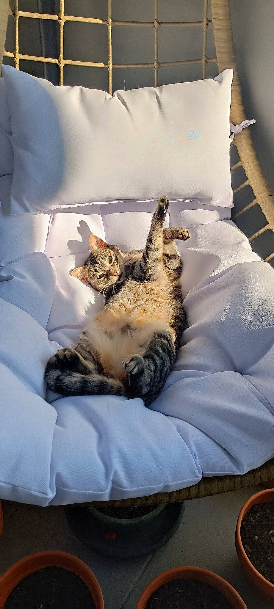 Molly a rejoint le concours — aidez-le/la à gagner de superbes lots ! bed, bed_sheet, bedding, bedroom, carnivore, cat, comfort, domestic_short_haired_cat, duvet, felidae, fur, grey, linens, nap, paw, room, small_to_medium_sized_cats, tail, textile, whiskers