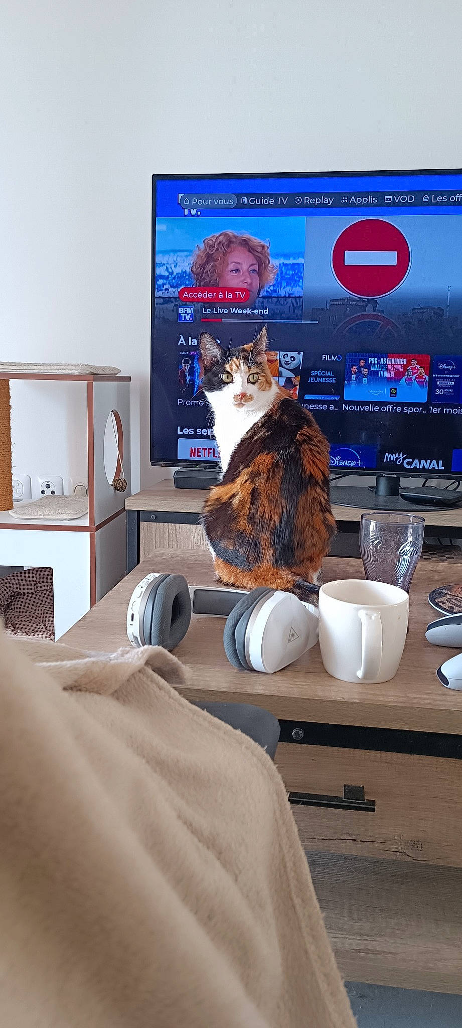 Moon participe au concours pour gagner de l'argent avec cette photo : carnivore, cat, comfort, computer, computer_monitor, display_device, electronic_device, felidae, home_appliance, household_supply, output_device, personal_computer, shelf, shelving, small_to_medium_sized_cats, tableware, technology, television, television_set, whiskers